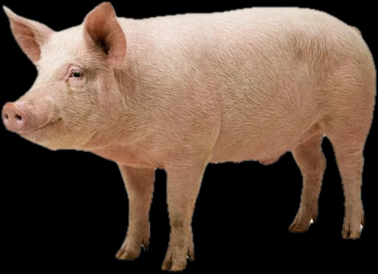 Schweine